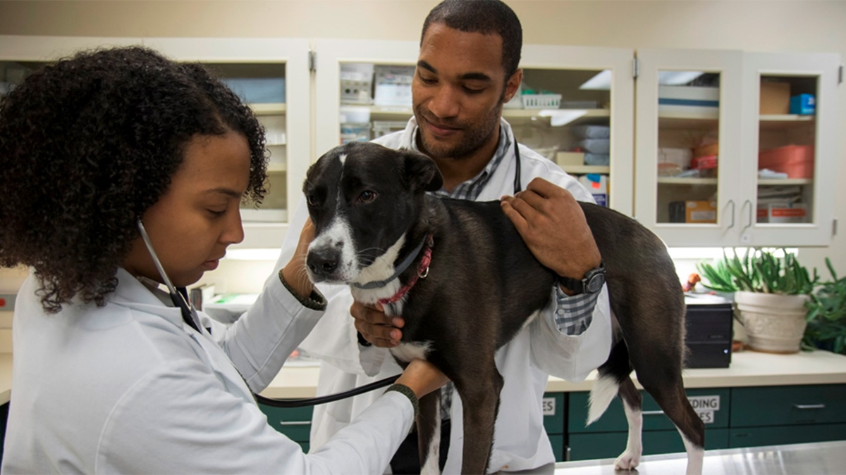 Veterinary